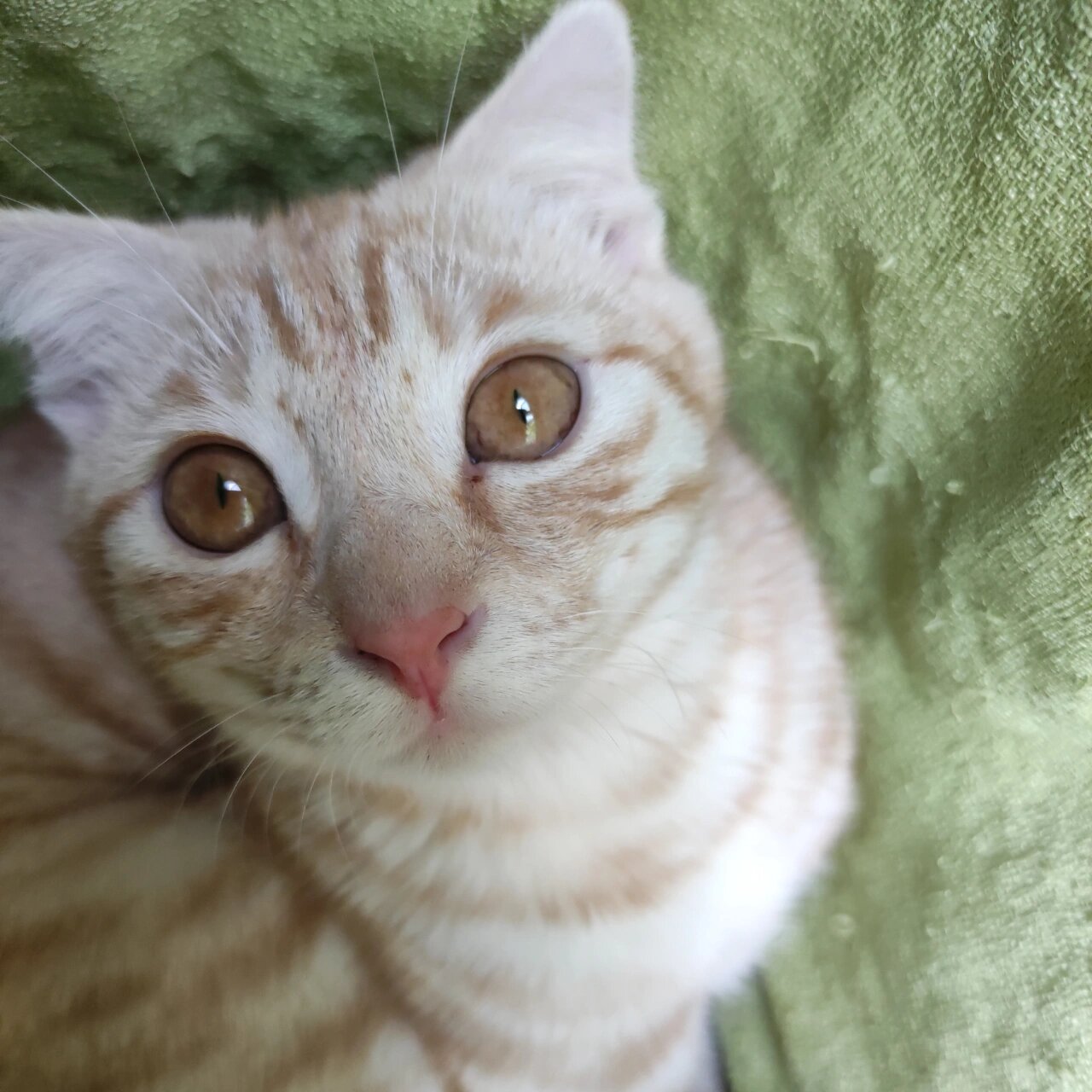 小区里捡到的流浪猫,两姐妹从小颜色就很浅,一直当可爱的橘猫养,但是