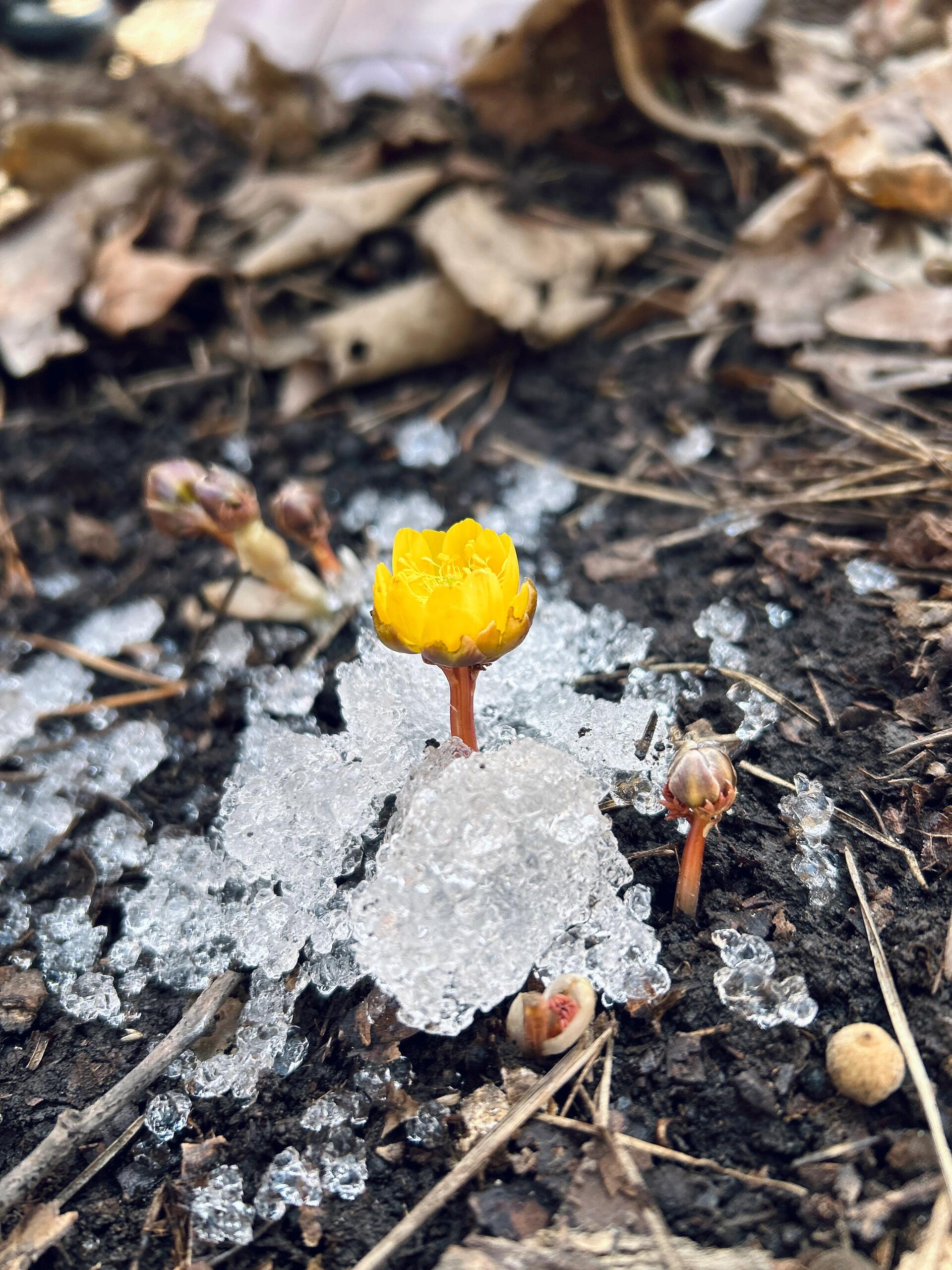 冰凌花在家里图片