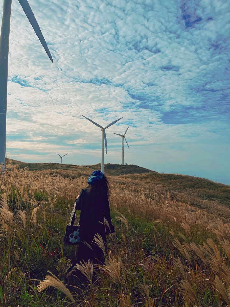 龙港鳌江附近绝美拍照地风车芦苇 漫山遍野的芦苇加上电力大风车,啊