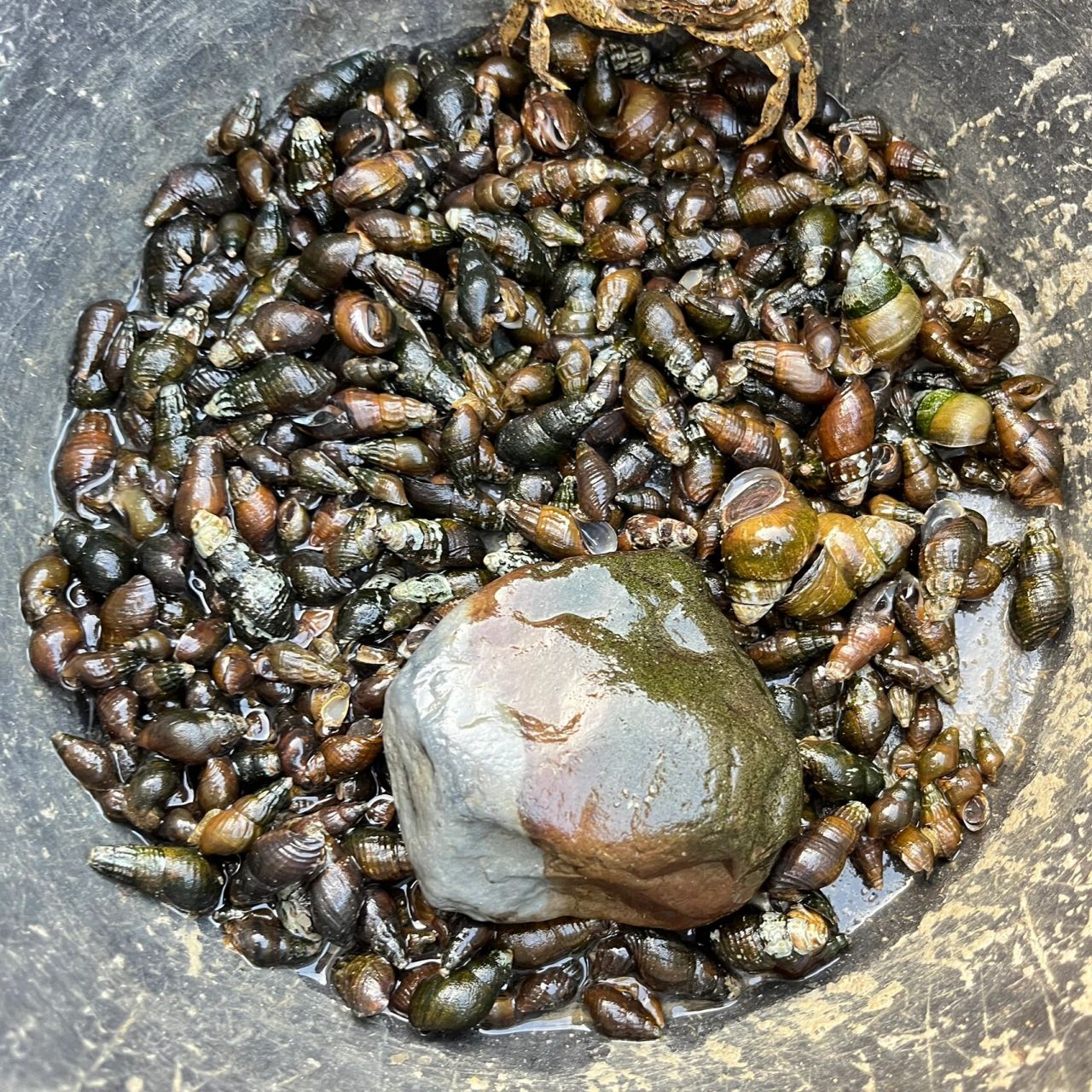 小溪里的长螺蛳能吃吗 我们省有个县城叫开化,他们那边有种螺蛳和这个