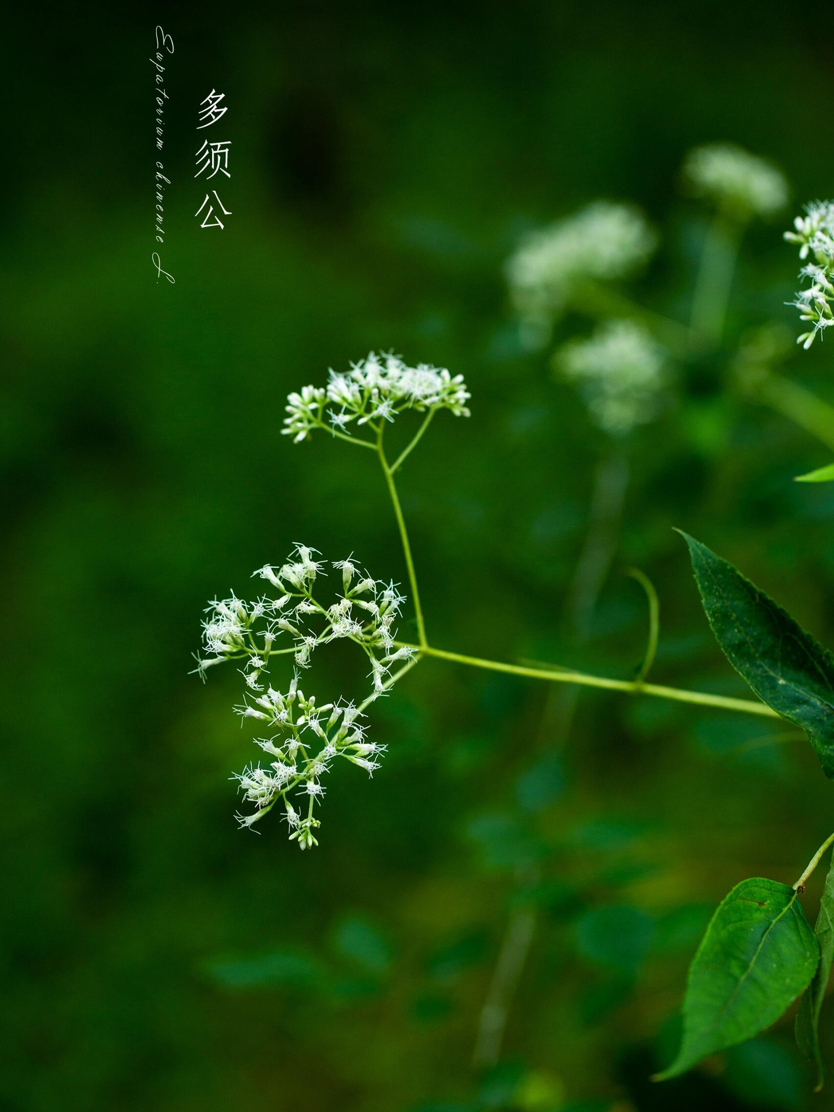 白须公草药图片