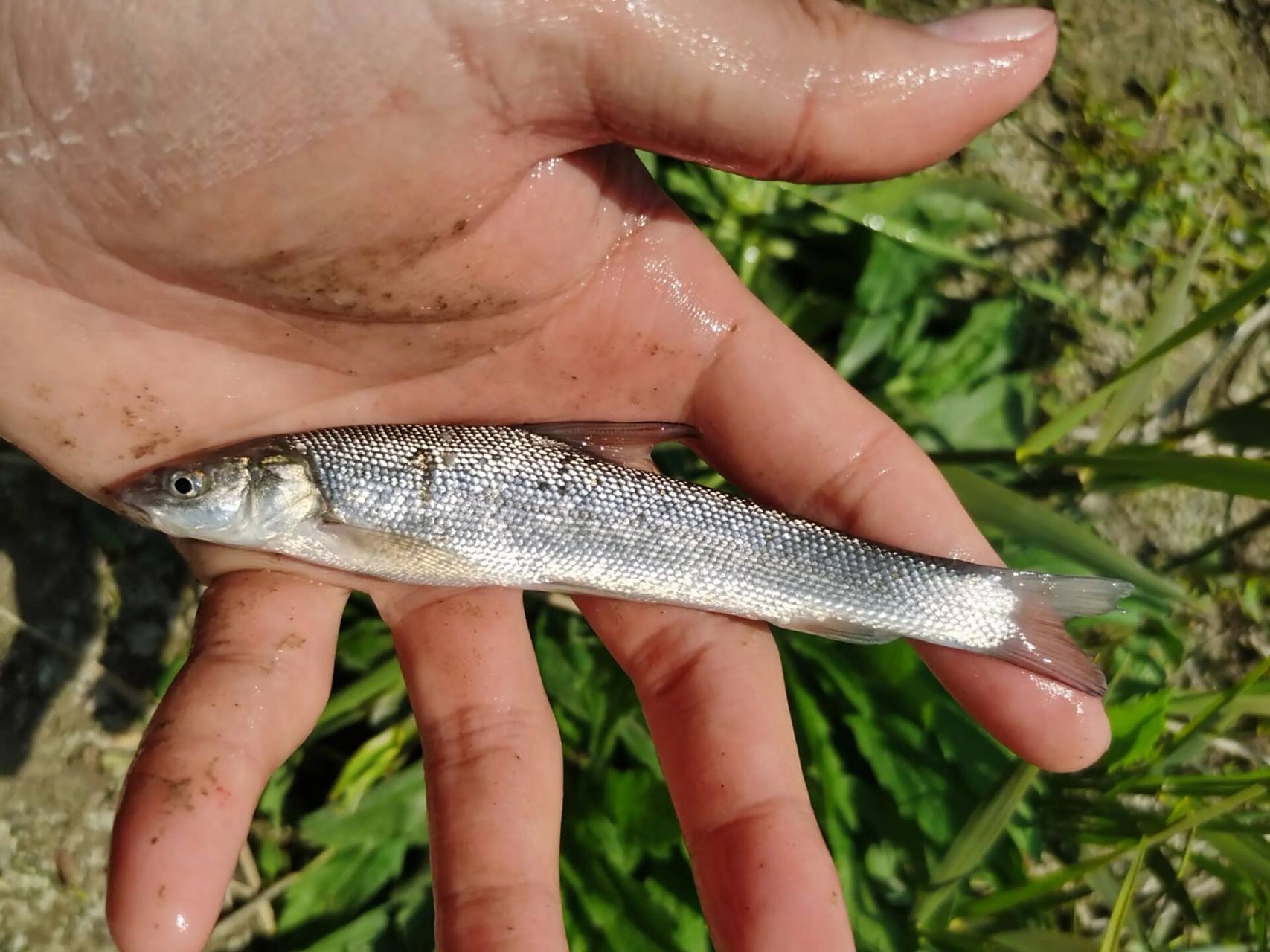 淡水鱼 | 大鳞鲃 大鳞鲃又称短头梭鲃,淡水银鳕鱼,耐盐碱,杂食偏肉食