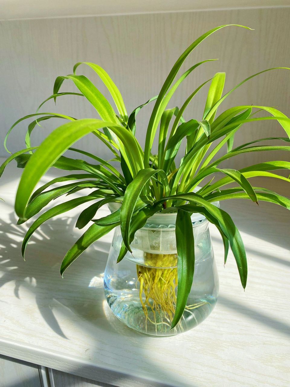 7815水培吊兰7815 瓶子里看到的不是植物的根系,而是旺盛的