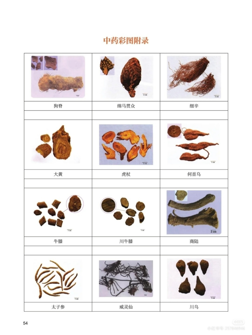 中药百草图鉴_2