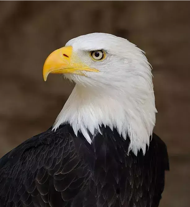 只喝果茶 的想法: 美国国鸟——白头海雕,又以白头鹰的名号为世人熟知