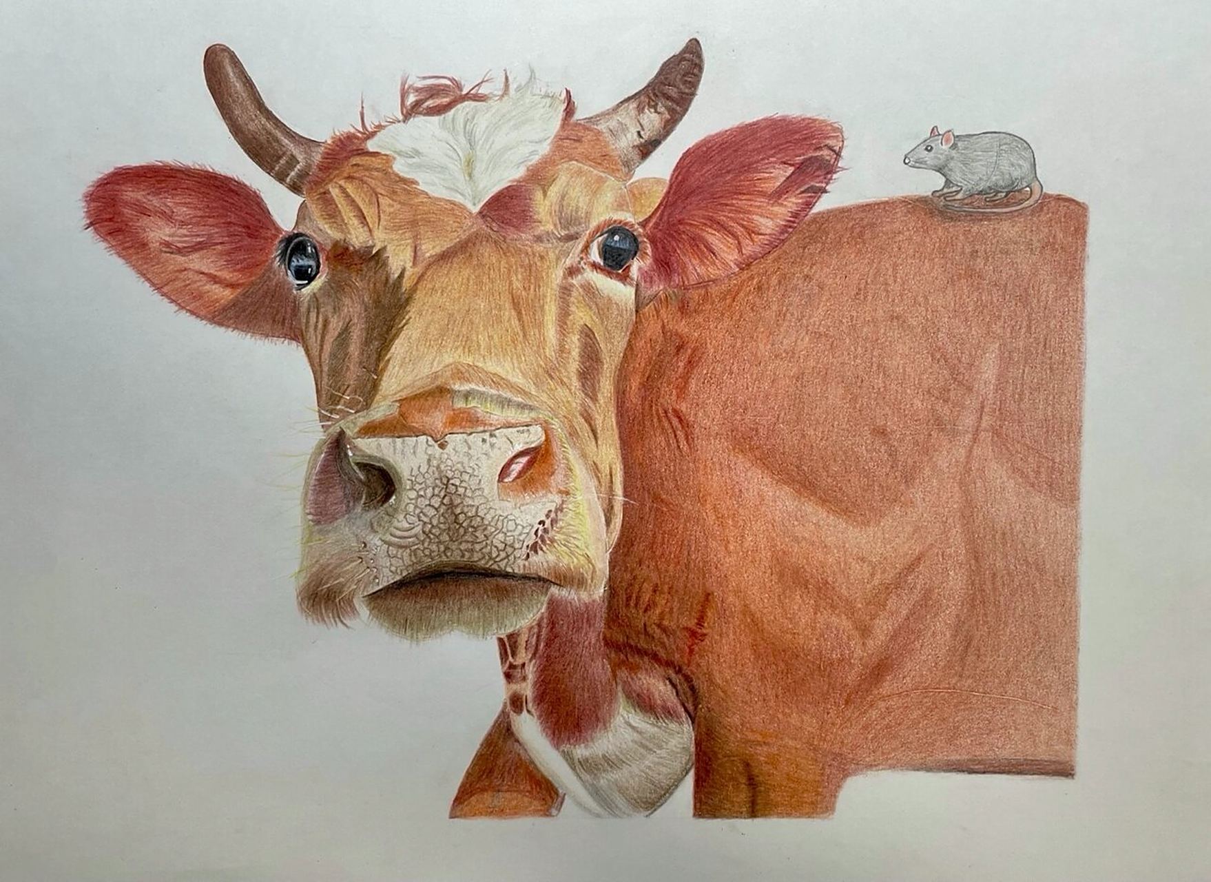 十二生肖系列 彩铅《牛》新手绘画尝试    趁着还是牛年 画个大黄牛