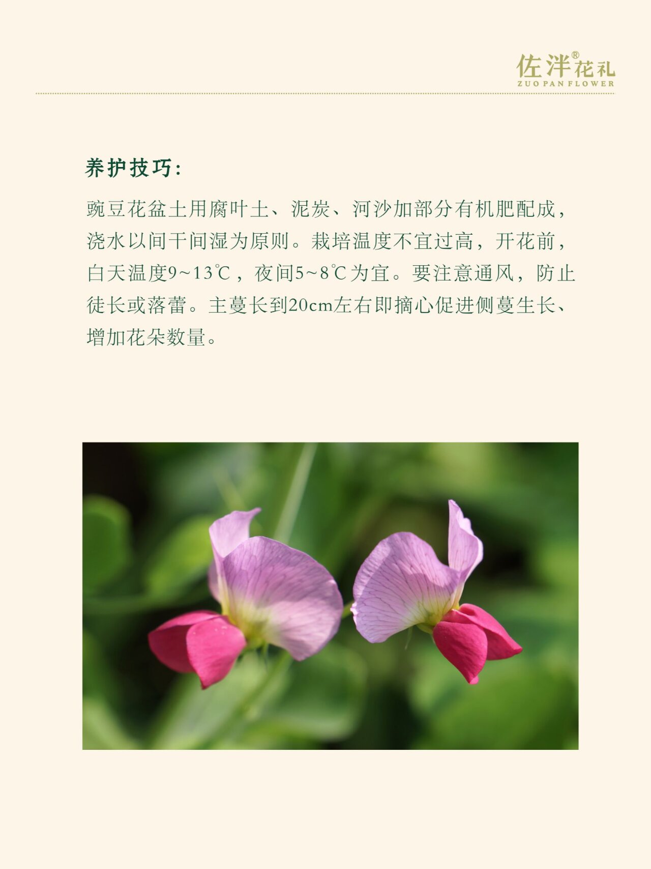 花语花事35-豌豆花 豌豆花 	 别名:香豌豆,花豌豆,腐香豌豆 花语:喜悦