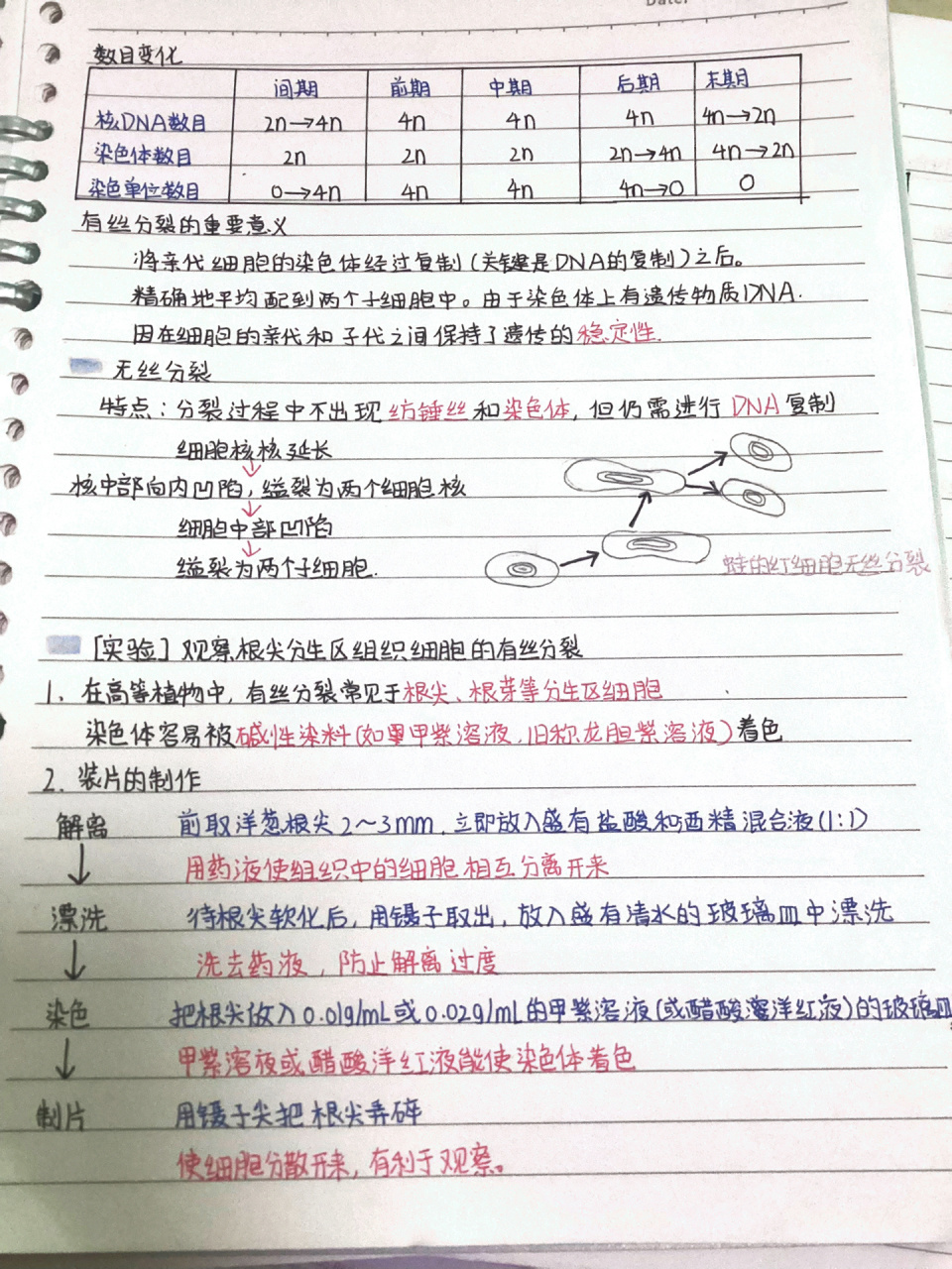 【生物】细胞的增殖笔记 高中生物必修一细胞的增殖笔记