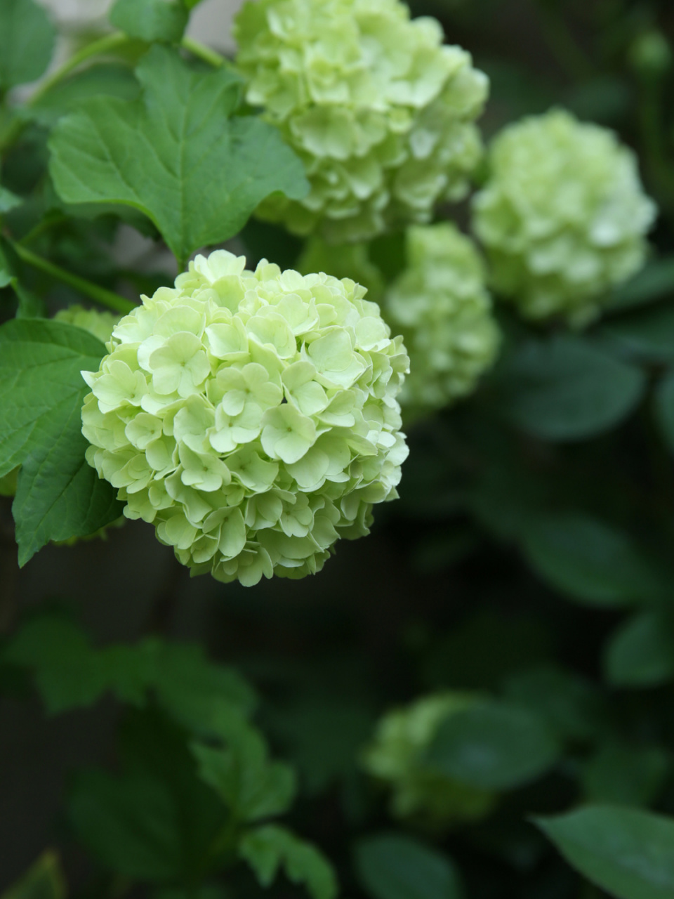 对比中华木绣球,它更柔弱的美,花朵下垂,淋雨后更垂,中华木绣球更