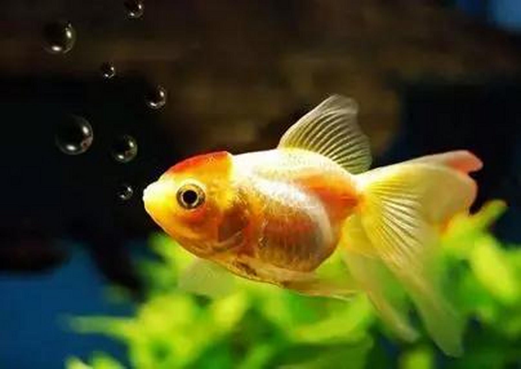 鱼类科普:为什么金鱼睡觉是睁着眼睛的?