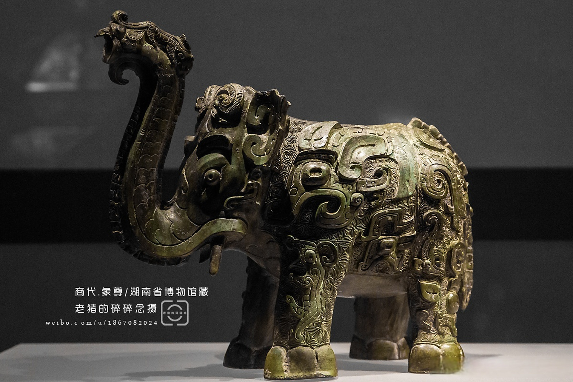 孤品|国内仅存的商代青铜象尊