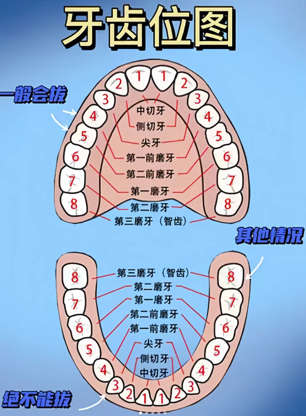 牙齿标记方法示意图图片