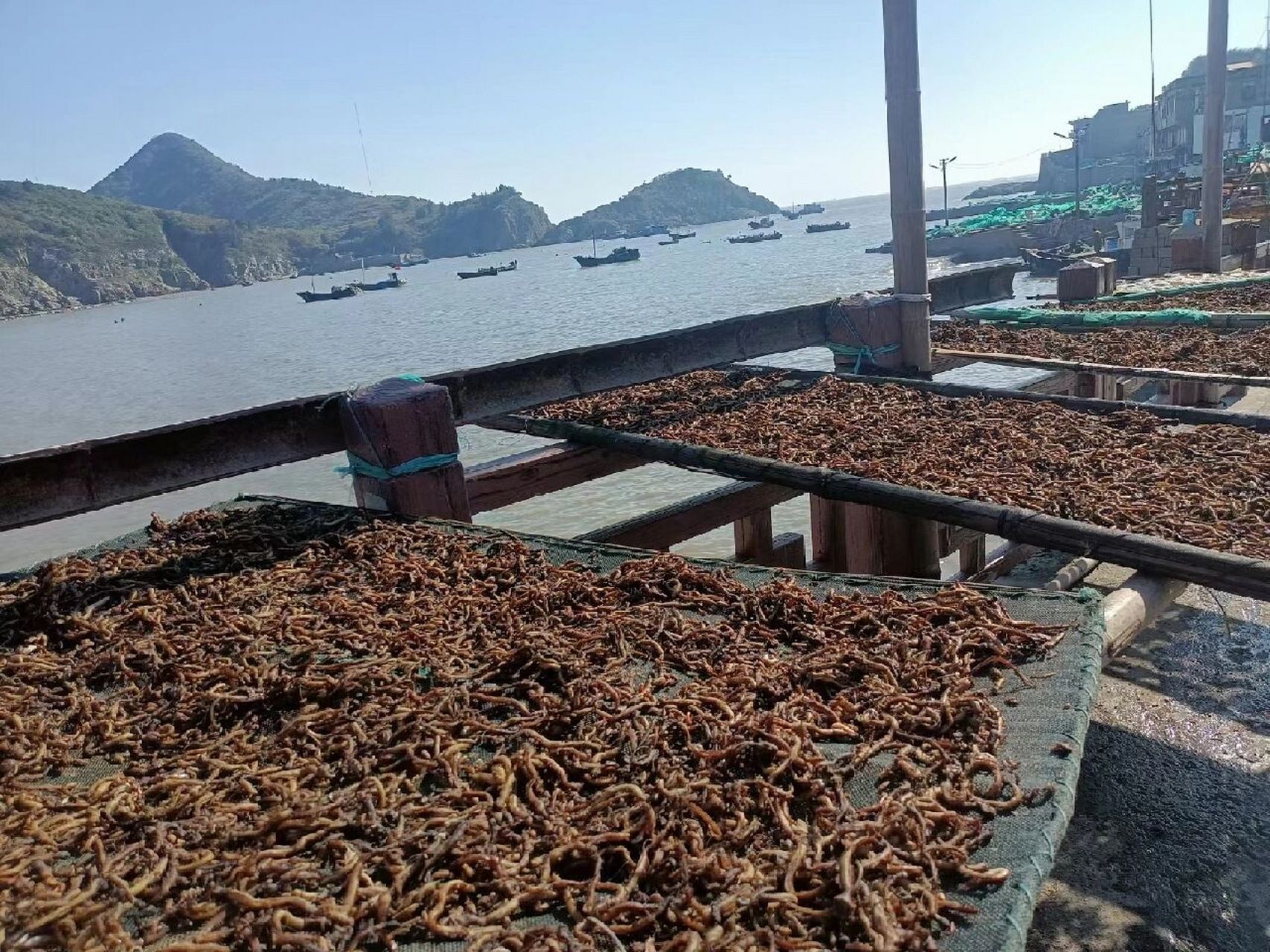 福鼎特产 海蜈蚣顾名思义就是生活在大海中的蜈蚣,通过海蜈蚣图片就会