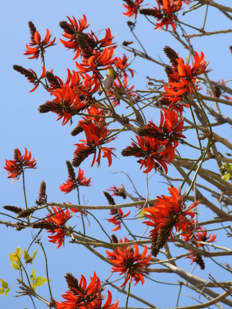 泉州旅行|除了开元寺樱花,也看看刺桐花吧 刺桐花开了多少个春天