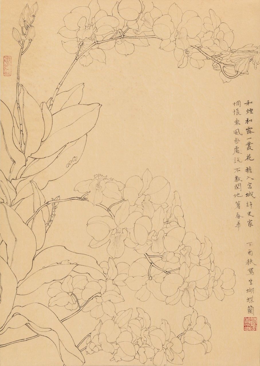 画画的日常|白描花卉|蝴蝶兰