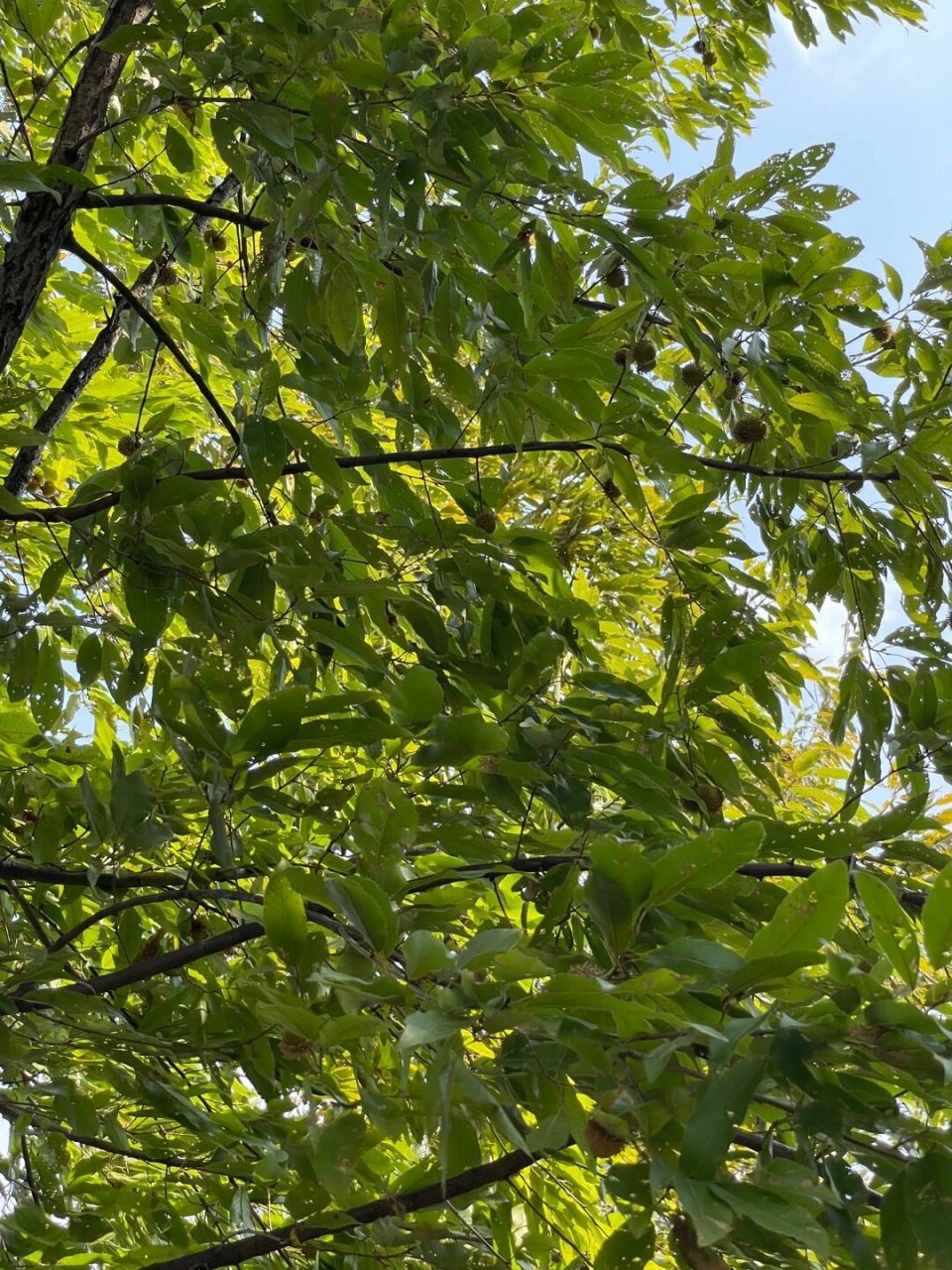 青冈又名橡婉树,学名麻栎,其橡子苦涩,动物不喜.