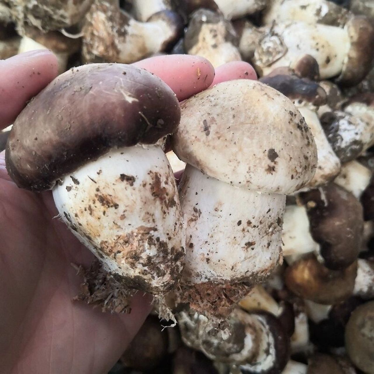 美味人工种植松茸,价格便宜实惠好吃 人工松茸具有抗癌,抗肿瘤,抗衰老