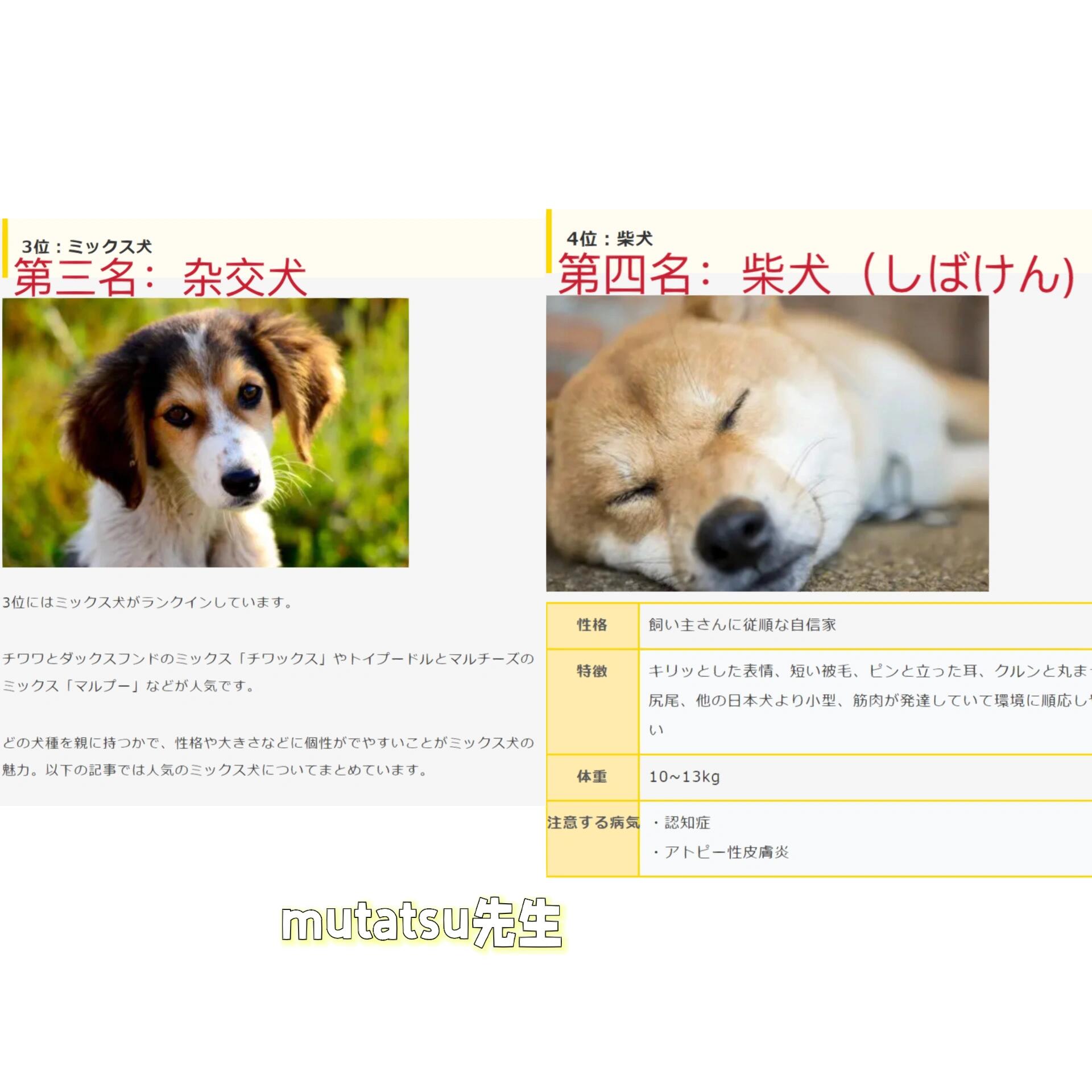 98959569002022日本人气犬排行榜前十名75157515
