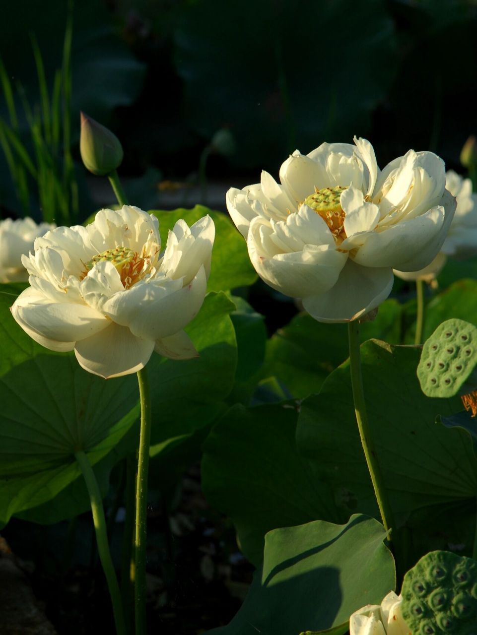 赏荷季|来盘龙荷花海91赴一场盛夏之约 96【盘龙大观园】荷花园6