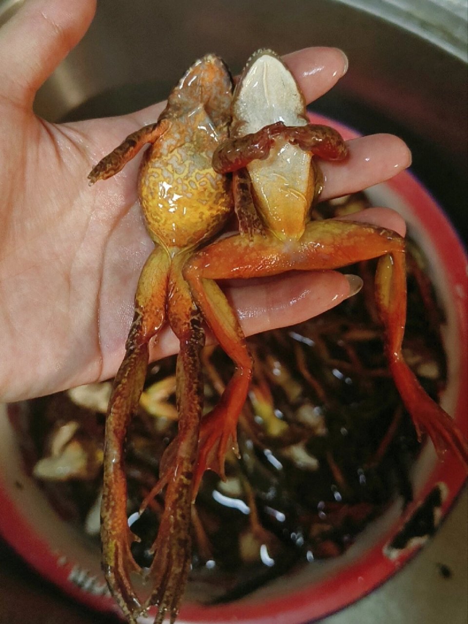 东北特产——林蛙 来东北可以尝尝蛤蟆炖豆腐,虽然现在其实不是吃蛤蟆