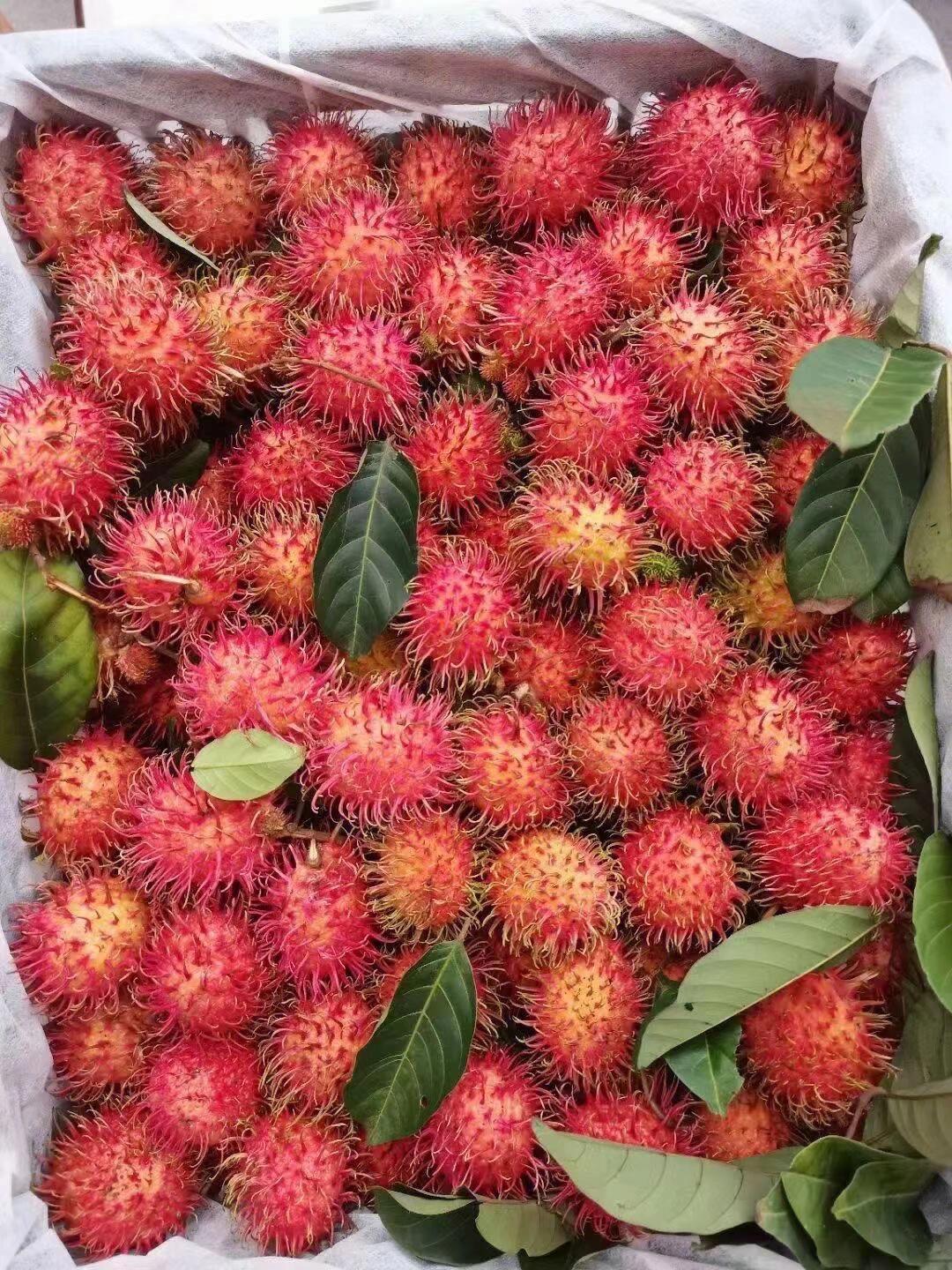 海南保亭红毛丹大量上市,头茬!新鲜!直发!