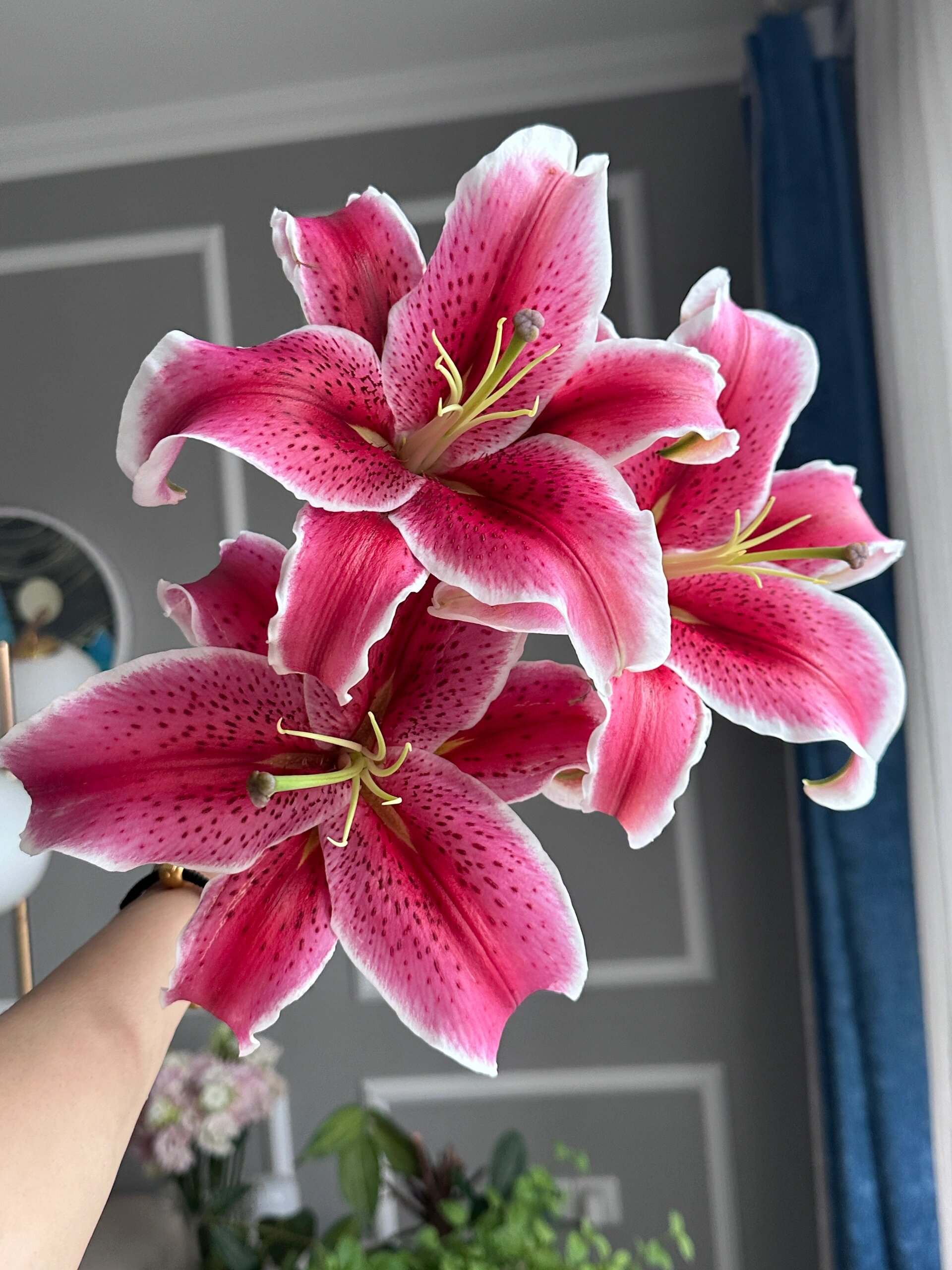 卡瓦娜百合(黑美人) 好像没多少人喜欢她呢我挺喜欢的,很贵气的样纸