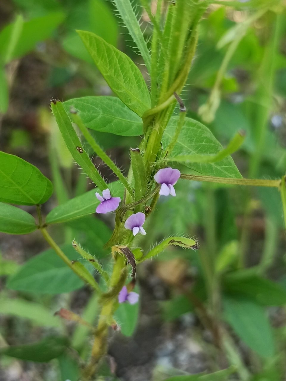 别名:野大豆,野黄豆,山黄豆 劳豆花很小,紫色,茎纤细,荚果比黄豆荚小