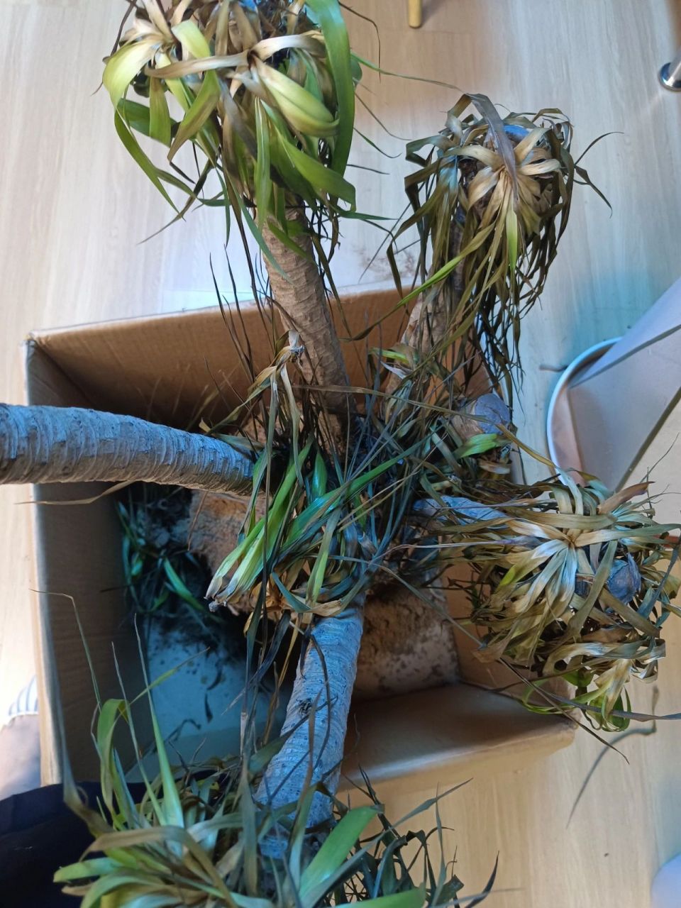 龙血树烂根怎么救?