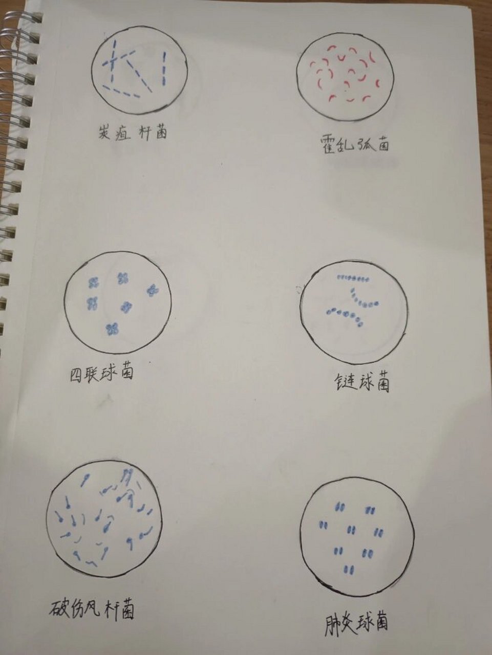 细菌显微镜手绘图