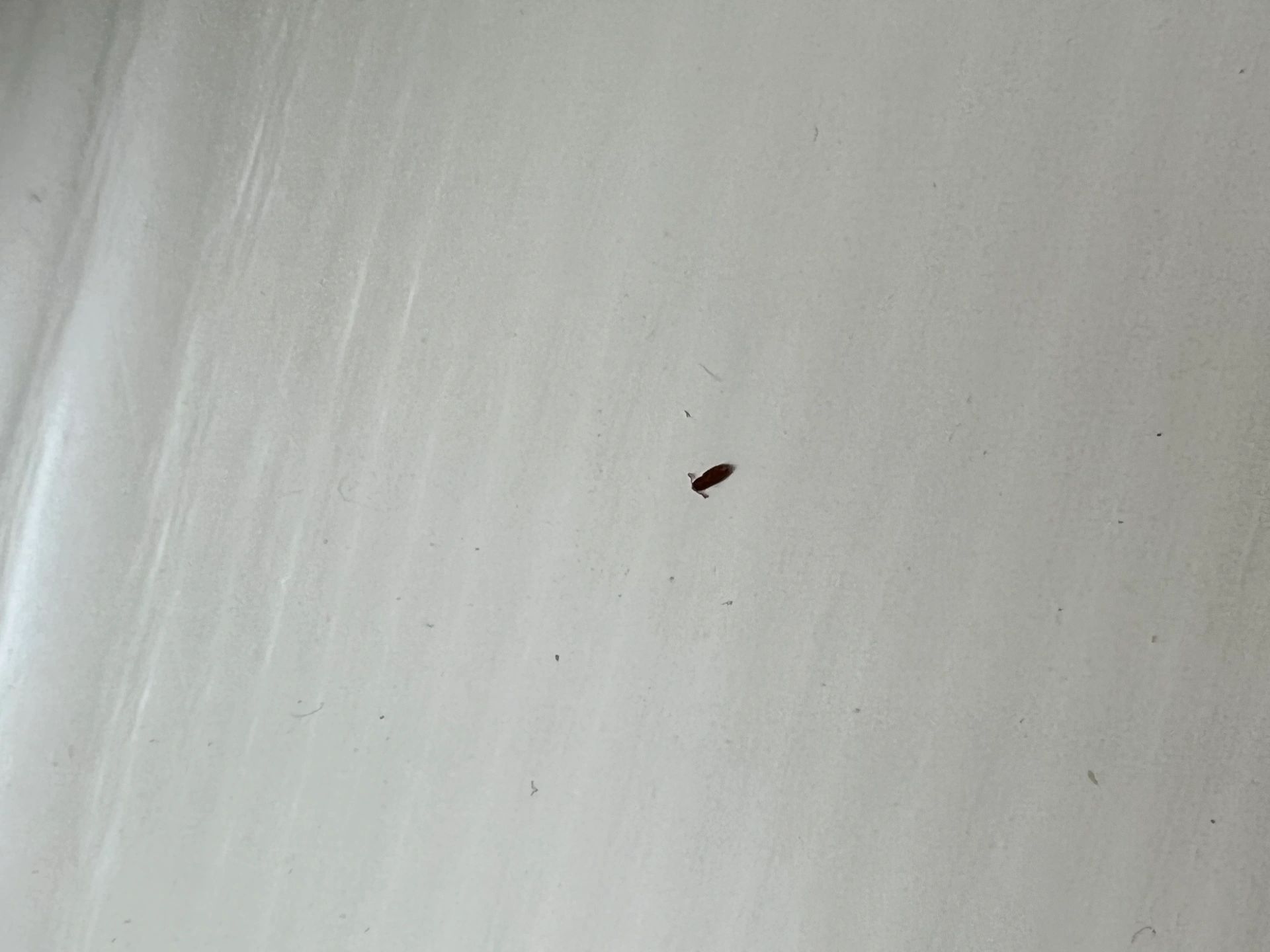 褐色的小飞虫 出现在房间里