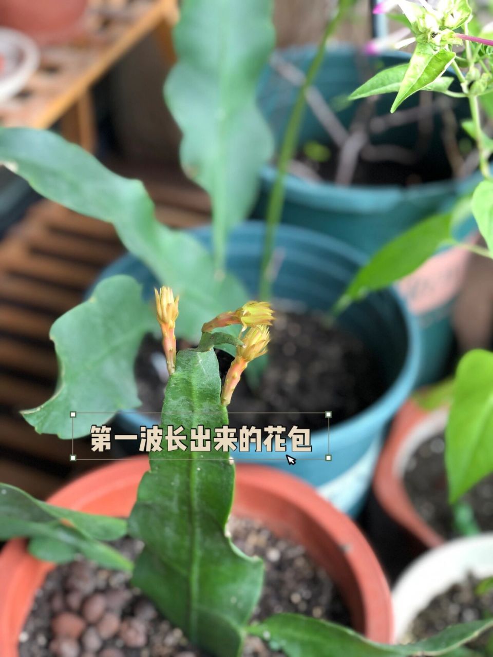 不懂就问|为什么昙花的花苞一长出来就掉 有没有人知道为什么昙花的