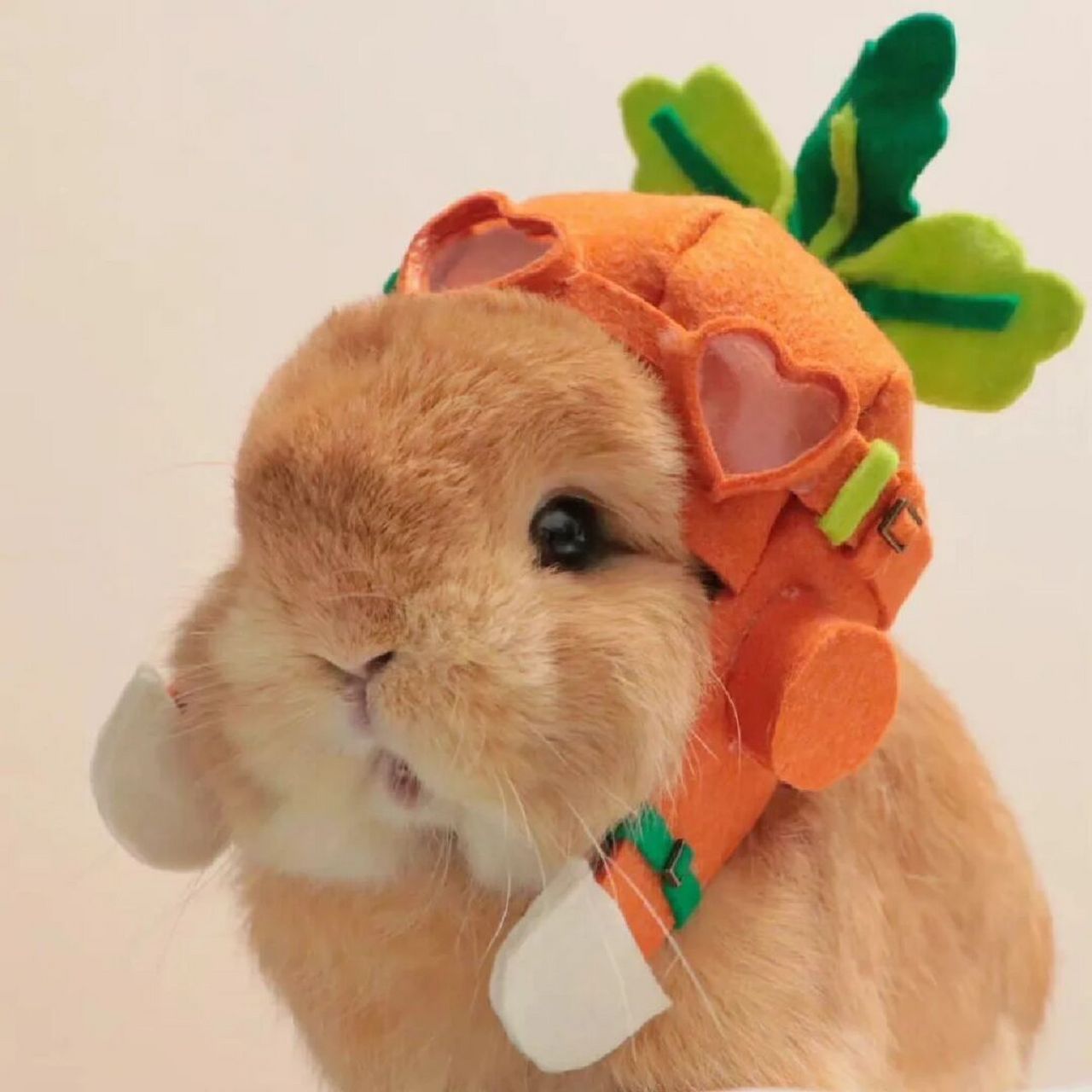 可爱兔子头像|搞怪小众闺蜜 情侣头像 #可爱头像# #头像##兔子##闺蜜