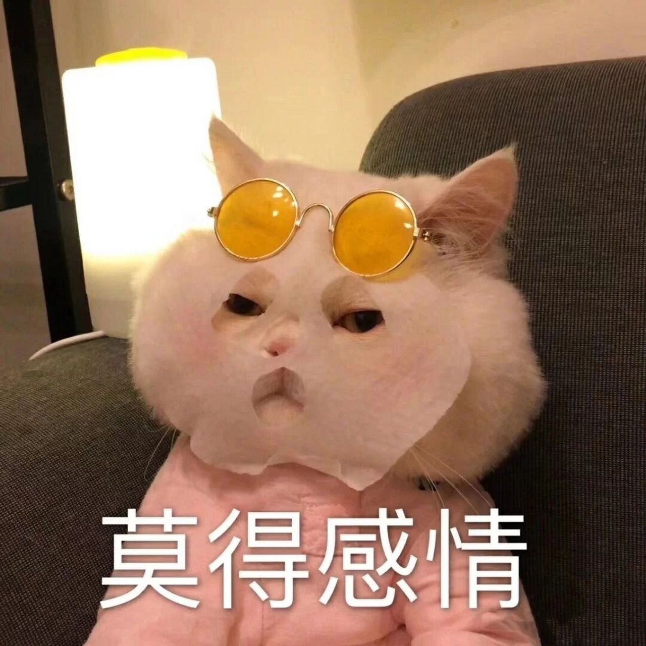 猫咪沙雕表情包 哈哈哈真的要笑死我
