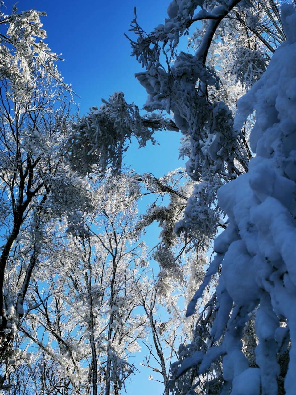 2021最美雪景图片图片