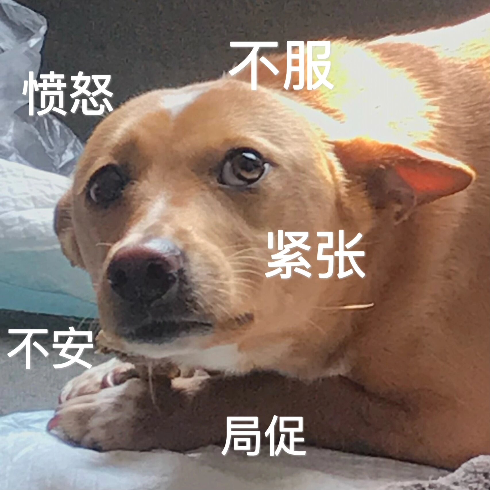 土狗表情包已更新