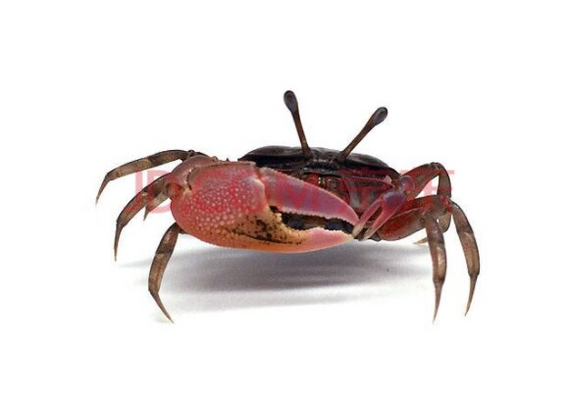 每天认识一种有趣的动物@蟛蜞 蟛蜞是淡水产小型蟹类.又称磨蜞,螃蜞.