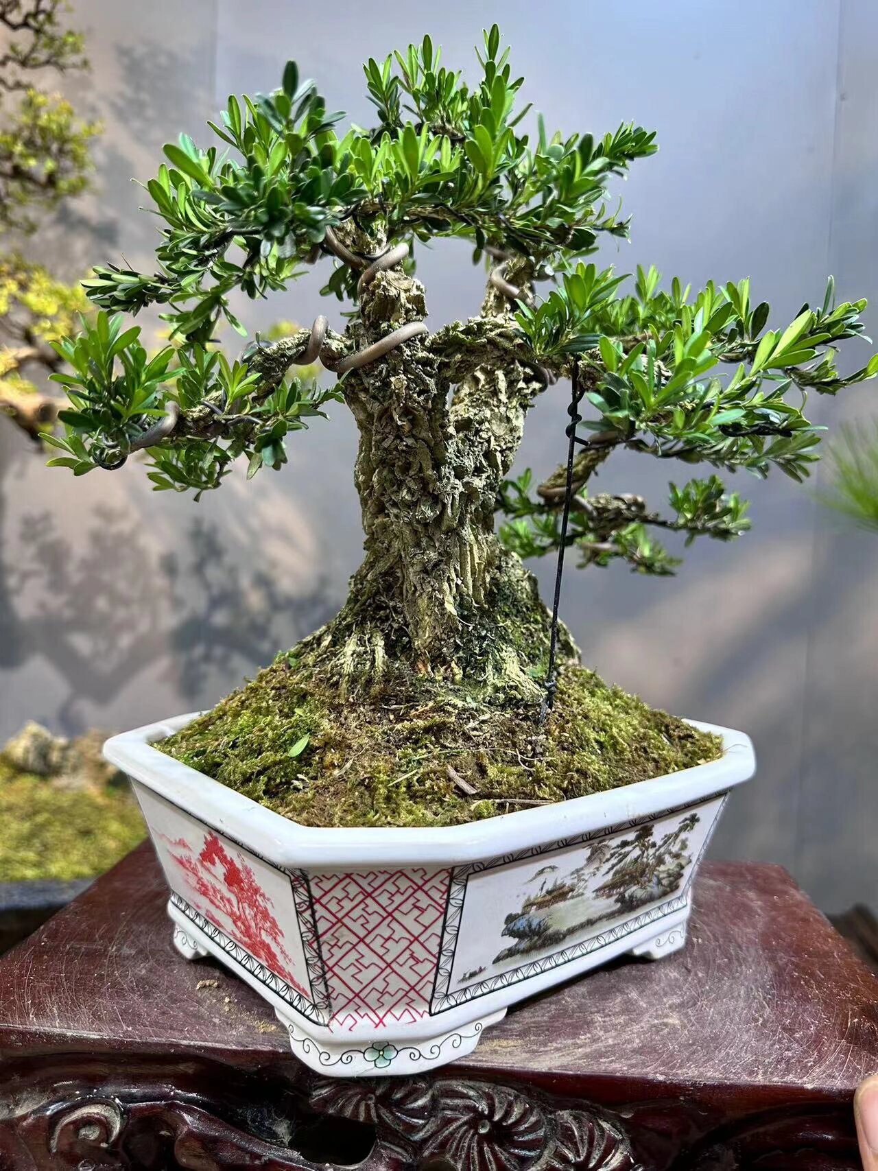 雀舌黄杨