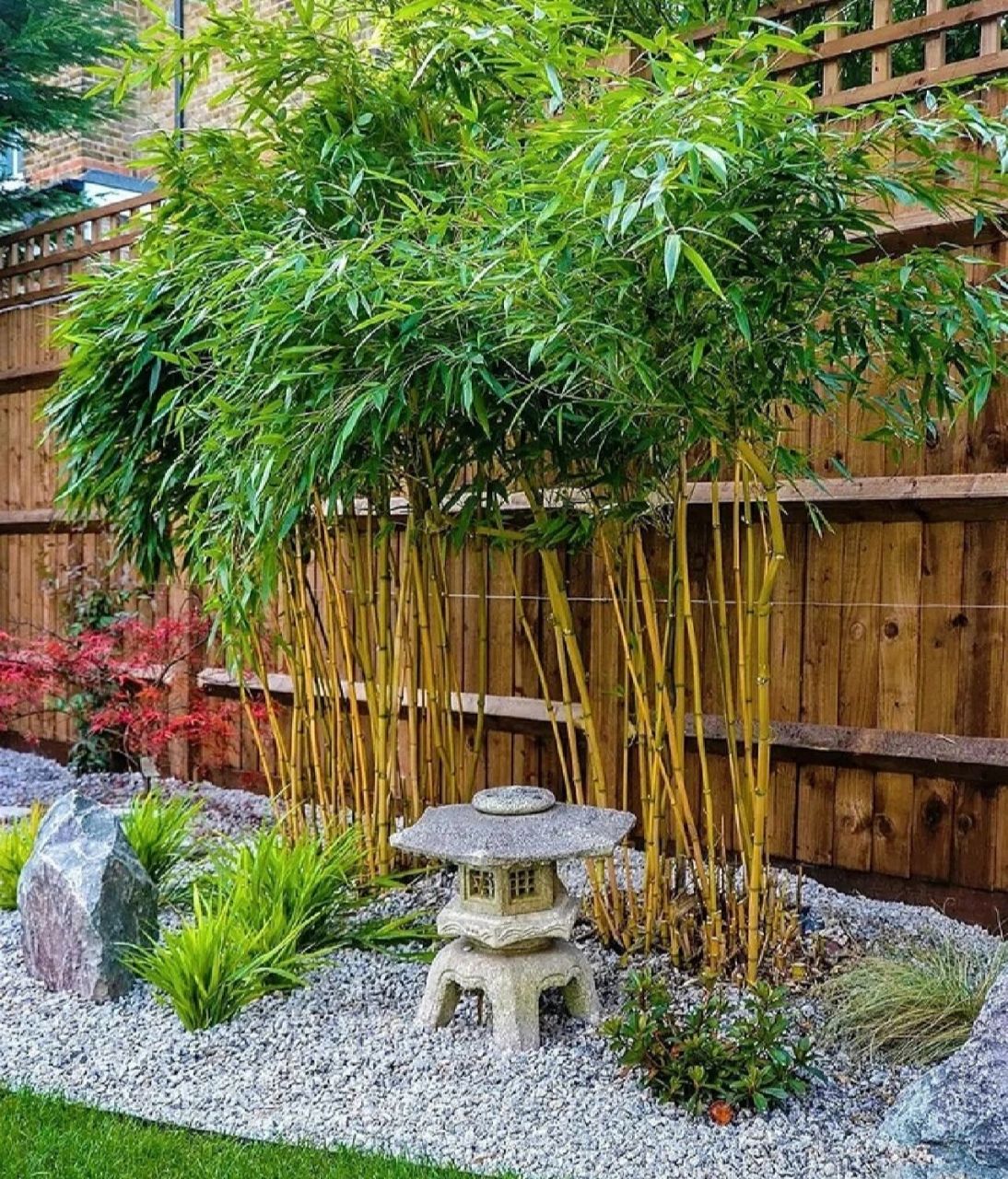 露台庭院竹子这么栽高端大气上档次 宁可食无肉,不可居无竹.