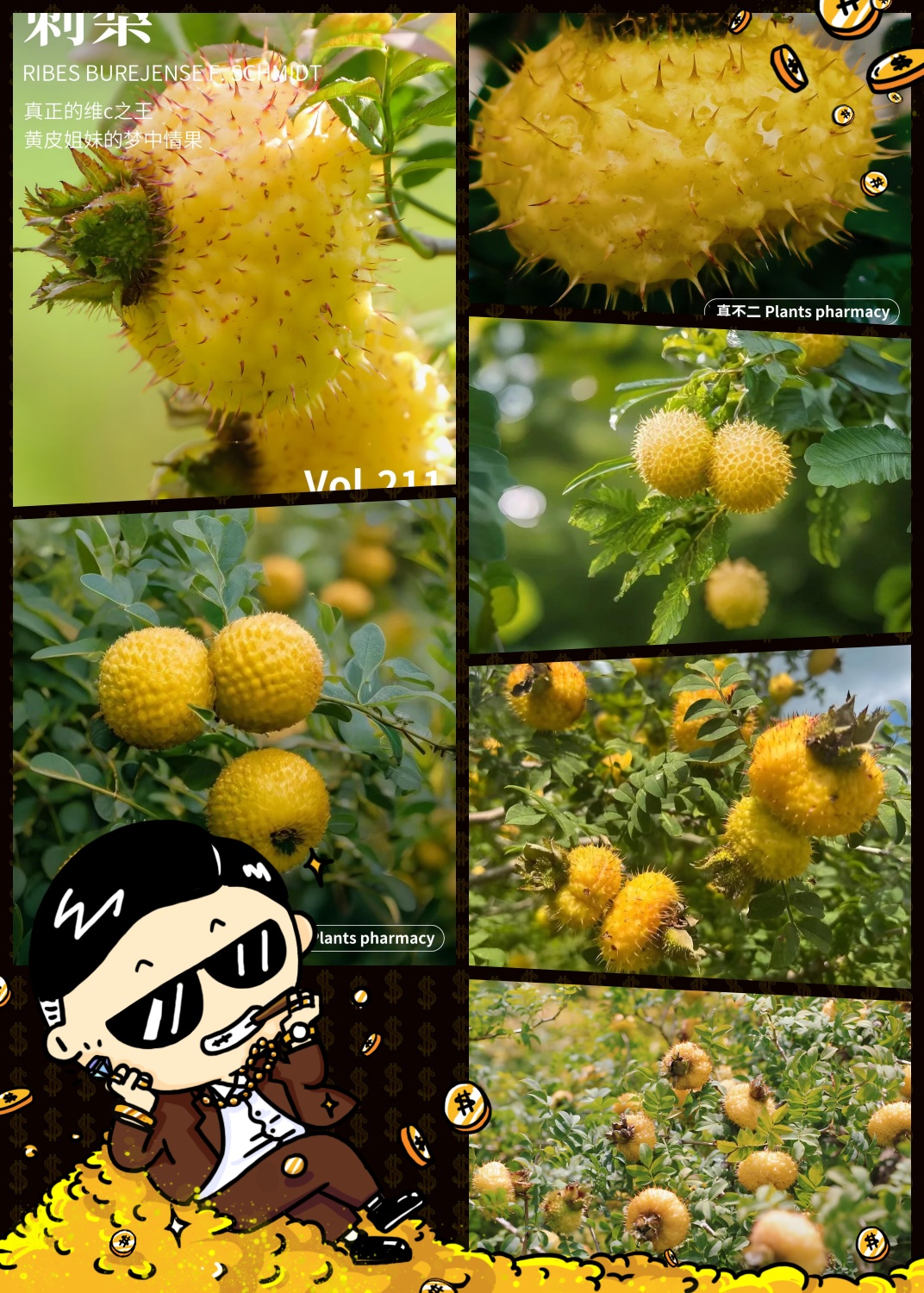 贵州的神奇果子,真正的vc之王