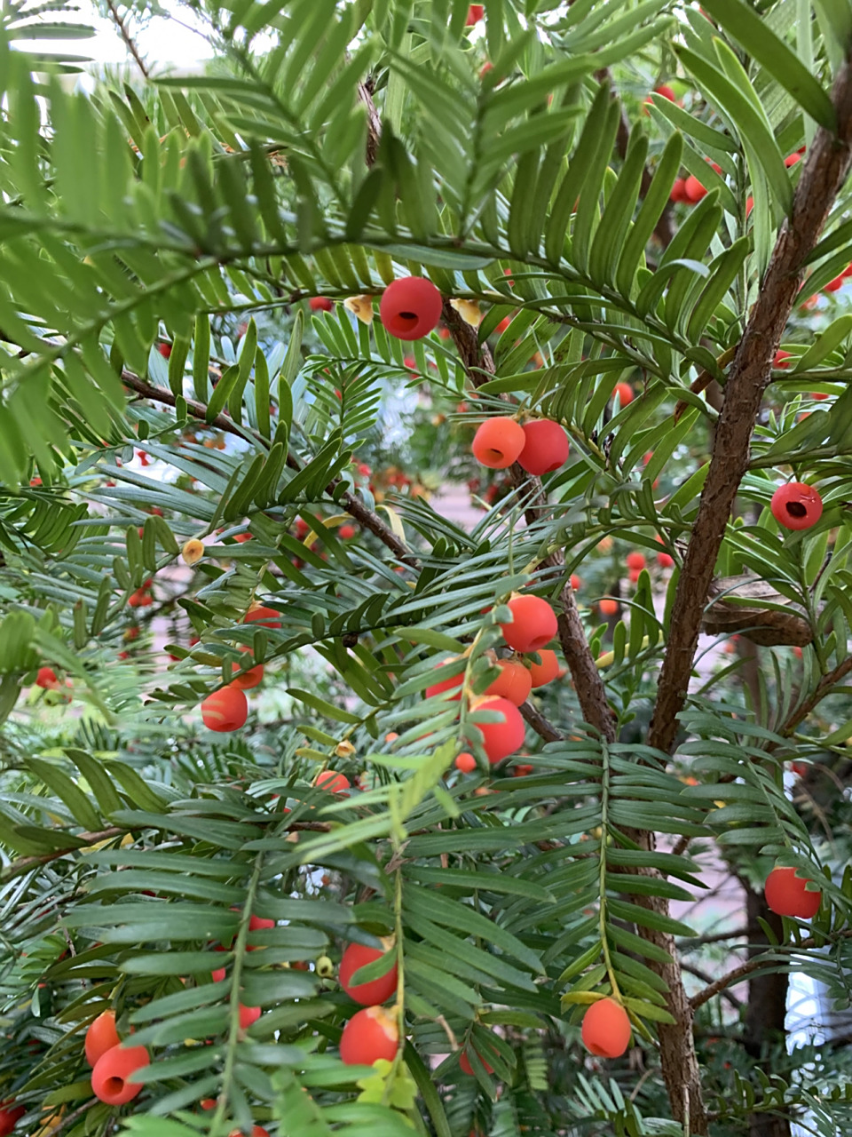 红豆杉,红豆杉,以前只见叶不见豆,今天第一次见结了这么多红豆的