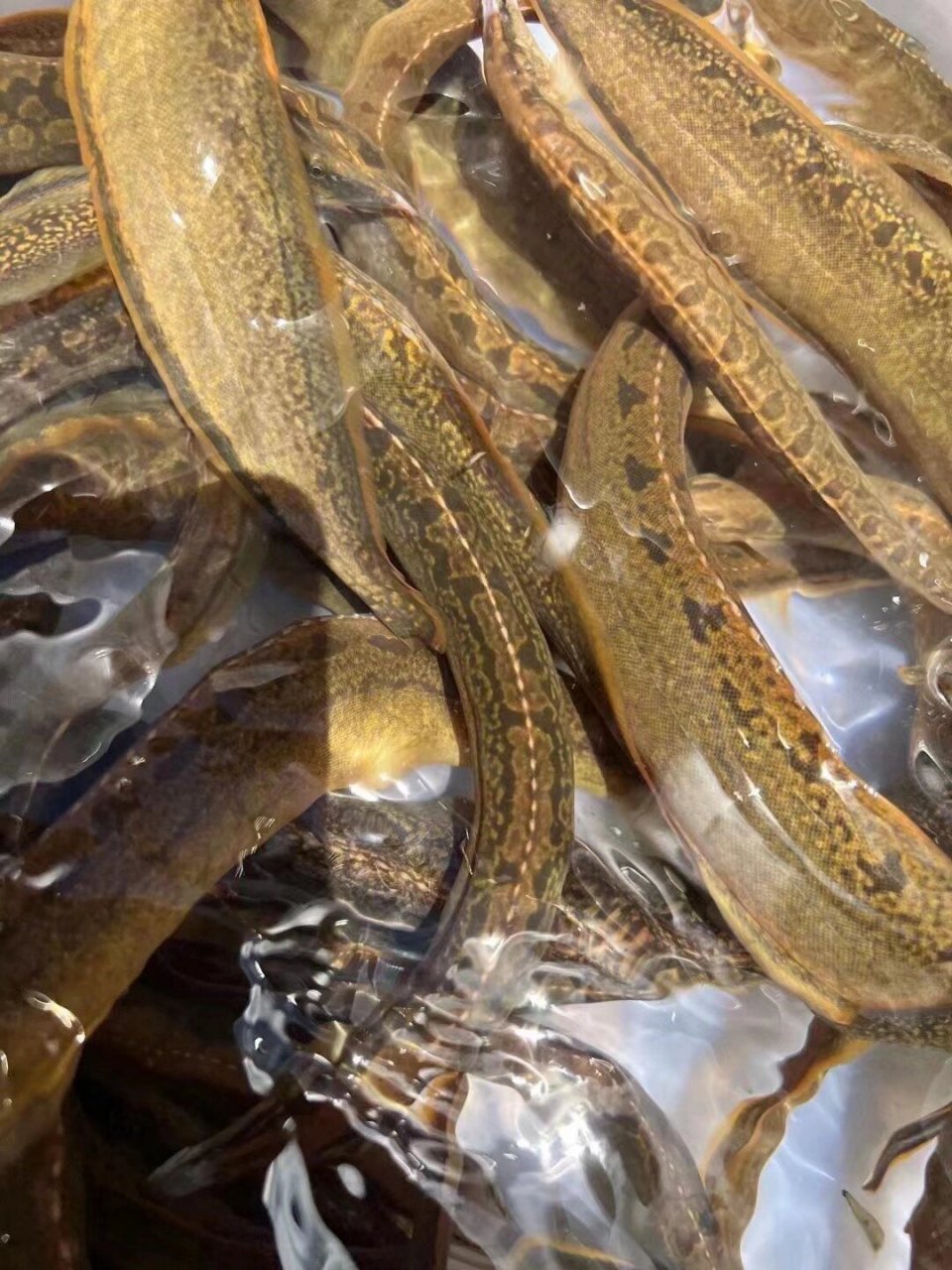 刺鳅(猪麻锯),有20斤左右