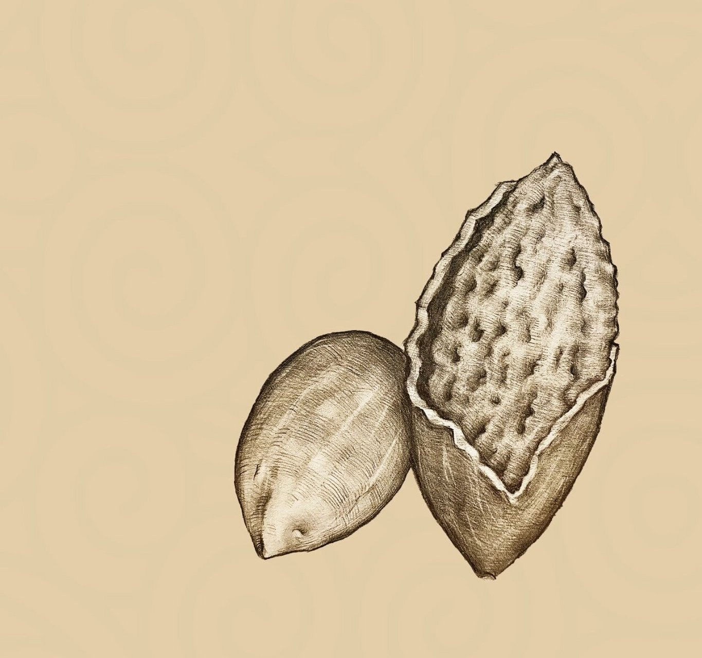 香榧手绘 坚果手绘香榧手绘,高中学的素描技能没白学,受用一生