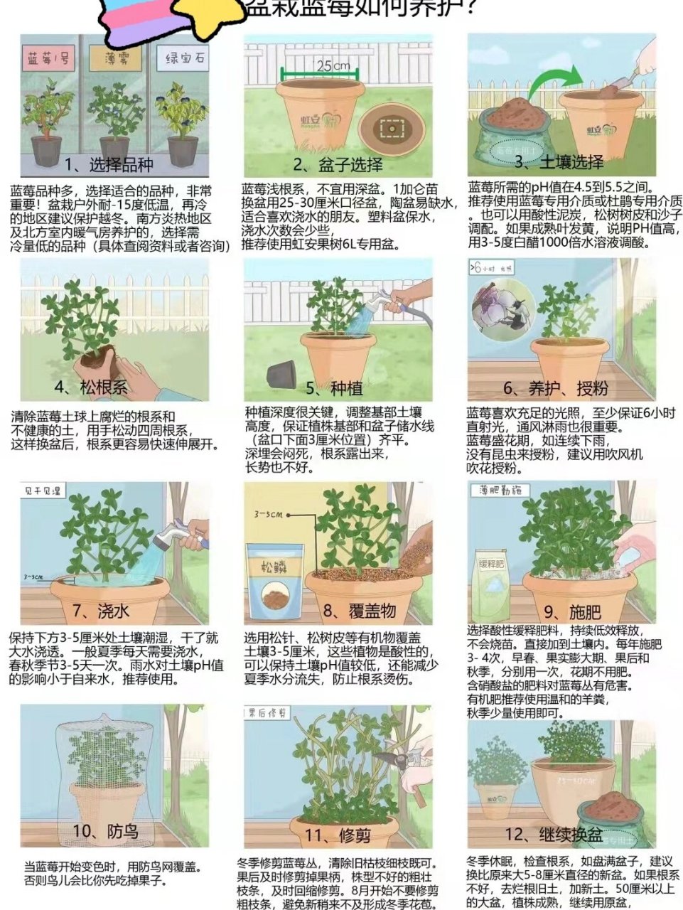 蓝莓栽种养护 记住啦