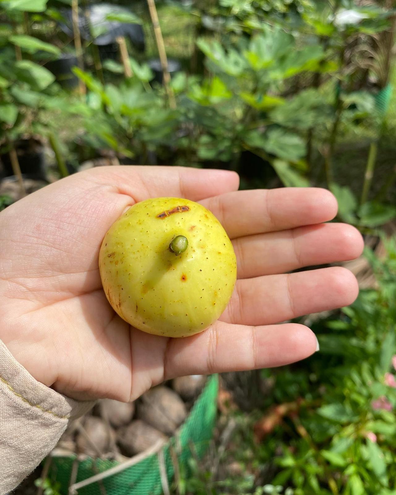 今天,我想和大家分享一下我们农场的一颗珍宝——白蜜无花果.