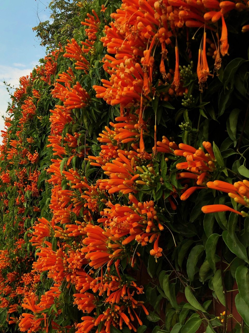 炮仗花的花语是红红火火 它的花朵颜色鲜艳,且花朵形状和鞭炮相似