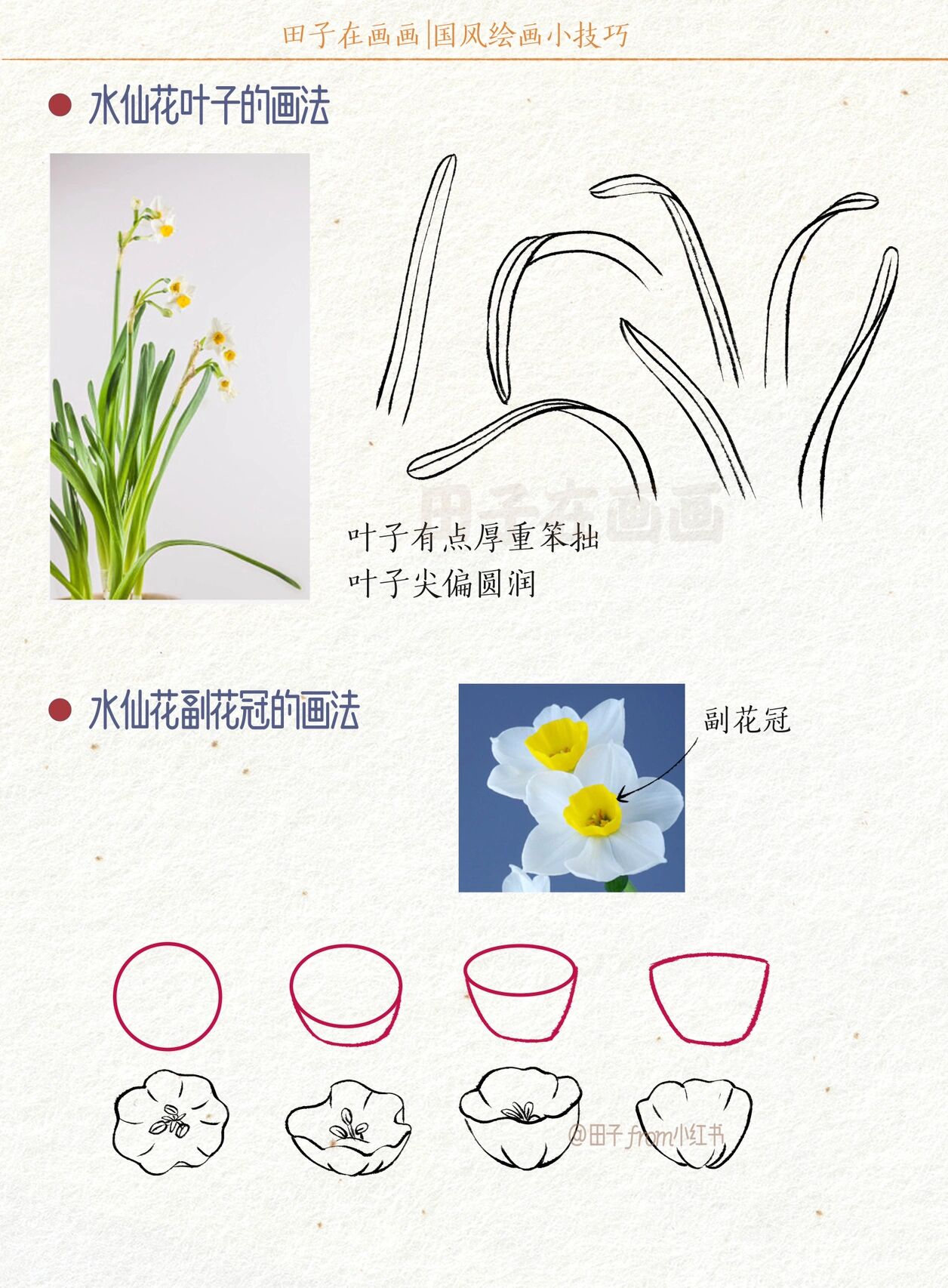 水仙叶子简笔画图片