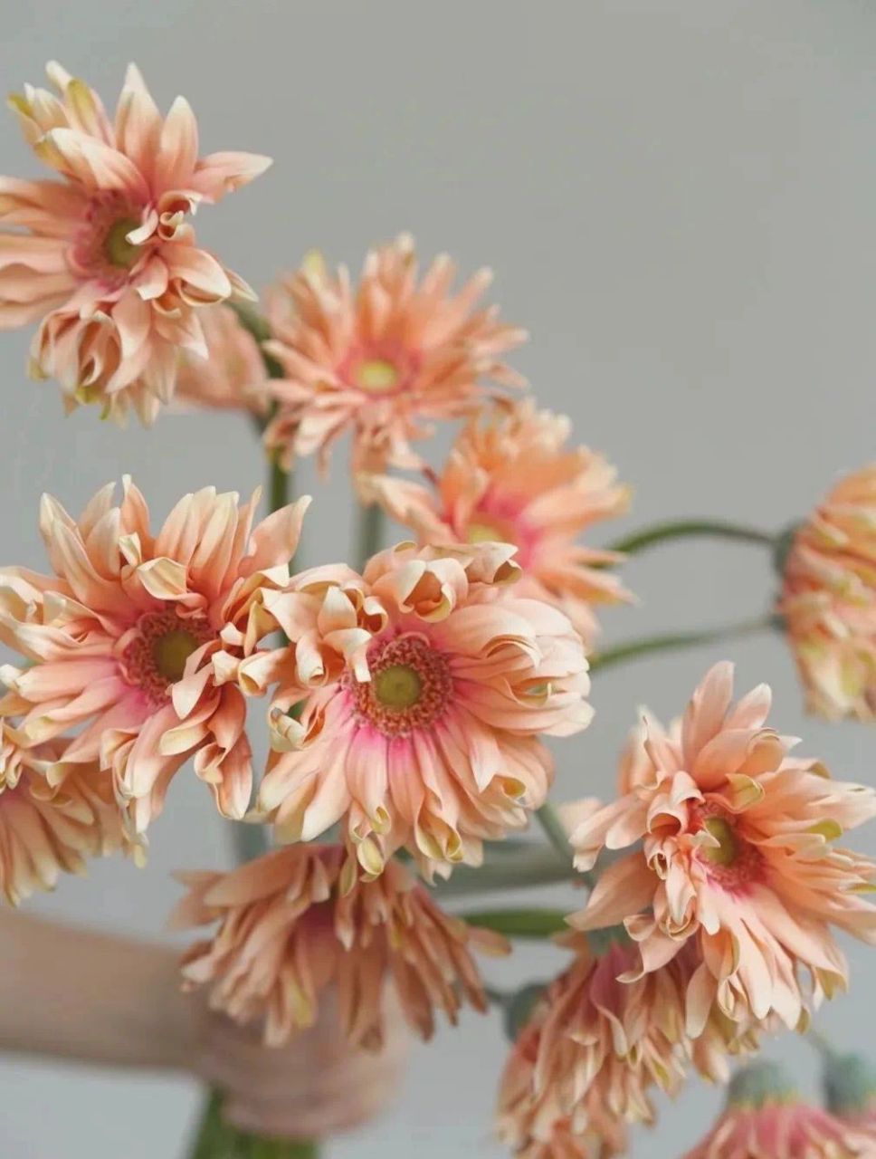 带你识花——非洲菊(亚丁) 新品种卷边弗朗"亚丁",温柔的橘粉色调