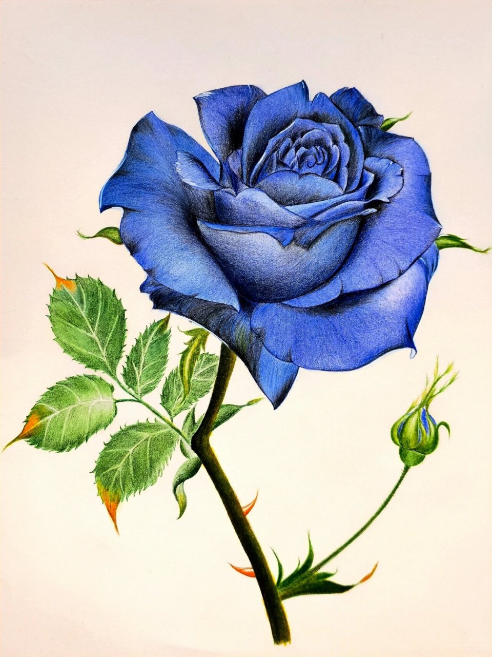 蓝玫瑰 彩铅画图片