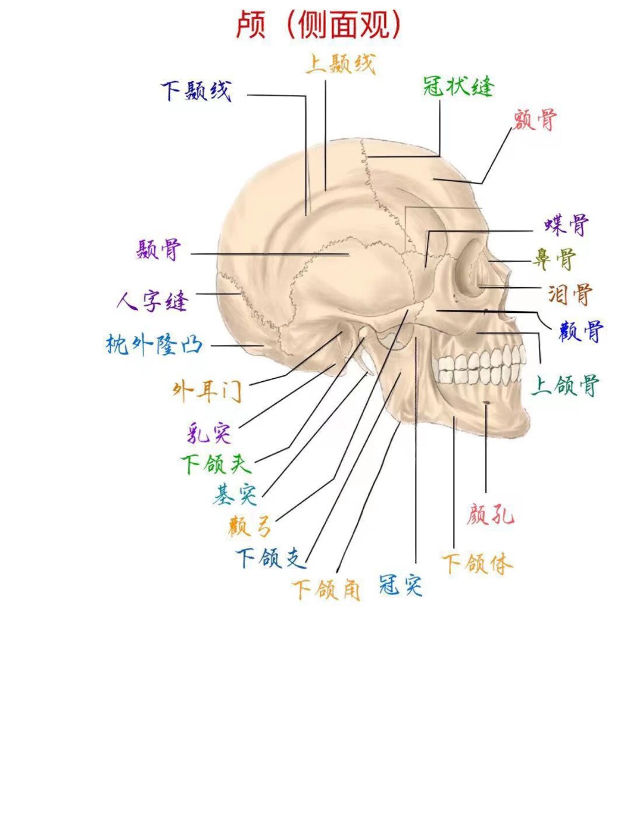 颅骨在头部位置图图片