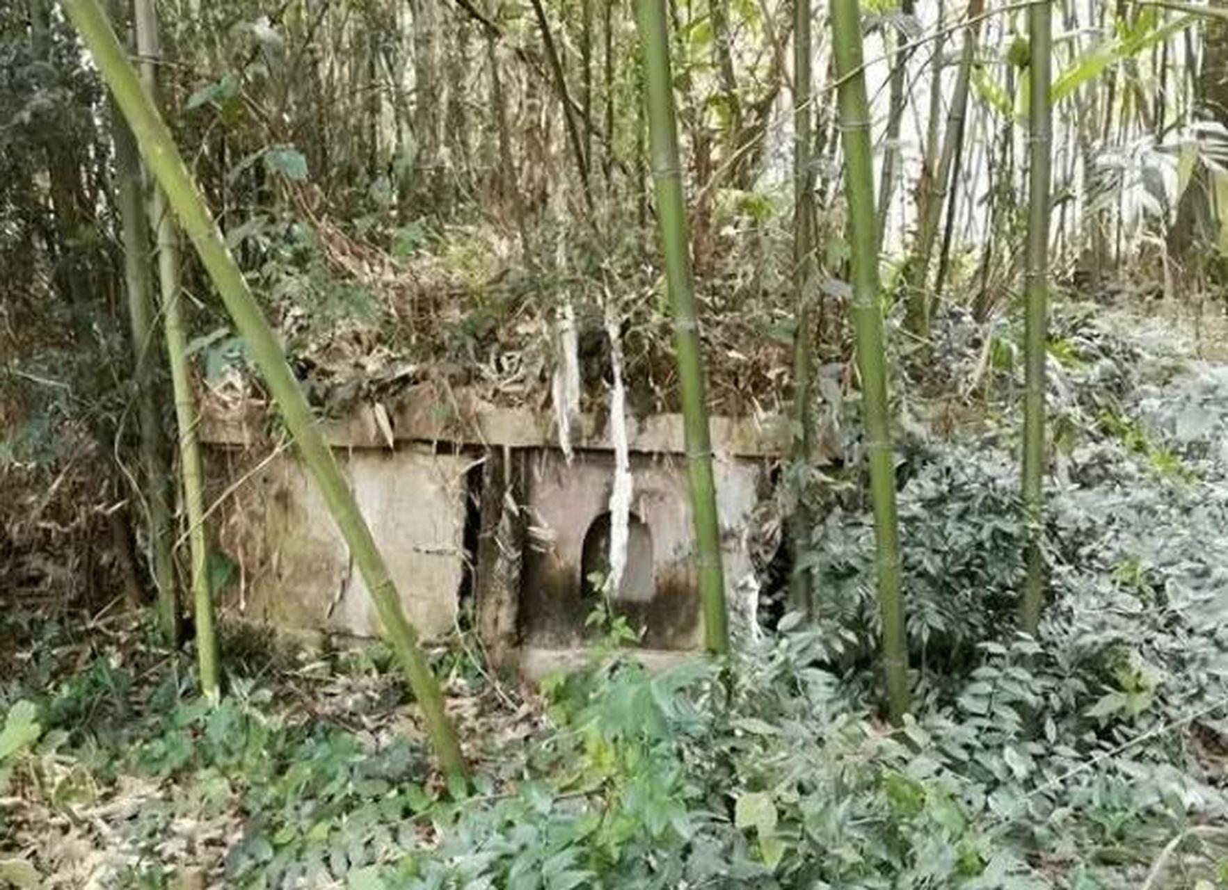 以上相关表达也有:坟边长竹需迁坟,坟前两物成富人.